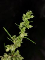 IMG_20250417_204840246.jpg IMG_20250417_204840246.jpg