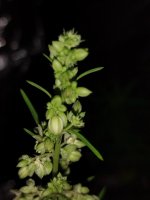 IMG_20250417_204754998.jpg IMG_20250417_204754998.jpg