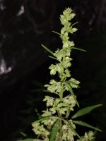 IMG_20250417_204721054.jpg IMG_20250417_204721054.jpg