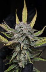 1000002724.jpg 1000002724.jpg