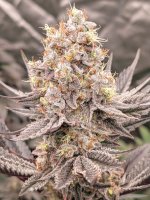 1000001379.jpg 1000001379.jpg