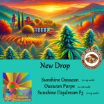 Sunshine Dream new drop - updated and reposted.jpg