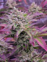 1000019495.jpg 1000019495.jpg