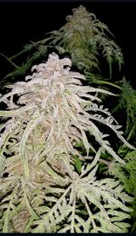 IMG_5198.jpeg IMG_5198.jpeg