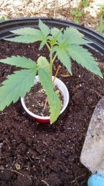 autopot1.jpg