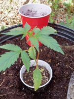 autopot3.jpg