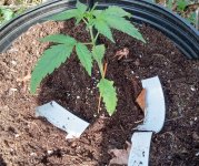 autopot4.jpg
