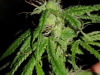 IMG_20250508_053832269.jpg IMG_20250508_053832269.jpg