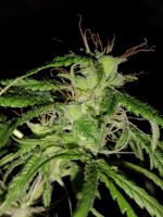 IMG_20250508_053823115.jpg IMG_20250508_053823115.jpg