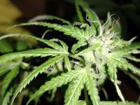 IMG_20250508_053749130.jpg IMG_20250508_053749130.jpg