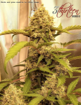 3-Thirteen-Seeds-Citrus-MILF-Feminized.png