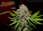 3-thirteen-seeds-purple-primate-feminized.png