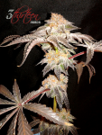 3-thirteen-seeds-greases-pieces-OGKB-pheno-3.png