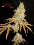 3-thirteen-seeds-greases-pieces-GG4-Pheno-4.png