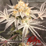 3-Thirteen-Seeds-Greases-Pieces-Feminized-OGKB 2.PNG
