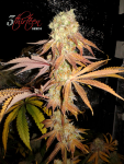 3-Thirteen-Seeds-Greases-Pieces-Feminized-1.png