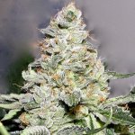 ck x bl topnug.jpeg
