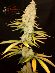3-Thirteen-Seeds-Sin-City-Juice-1.png