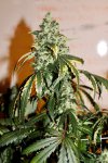 High Altitude Skunk - 2.jpeg
