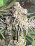 3-thirteen-seeds-sin-city-juice-jag.PNG