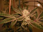 week 8 gg4,citrus mlif, gow,crazy J 004.JPG