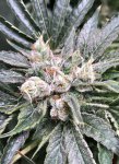 Lemon Tree x Blue Orca Haze 2.jpeg