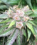 Lemon Tree x Blue Orca Haze 3.jpeg