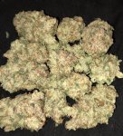 Lemon Tree x Blue Orca Haze.jpeg