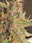 Nigerian Sunshine x Goji OG 2.jpg