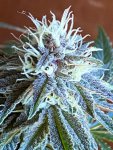 Nigerian Sunshine x Goji OG.jpg