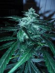 Nigerian Sunshine x Granny Skunk 2.JPG