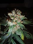Nigerian Sunshine x Granny Skunk.JPG