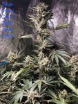 Blueberry OG x Blue Orca Haze 2.jpeg