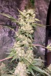 Blueberry OG x Blue Orca Haze.jpeg