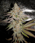 Shoreline OG - Candyman.png