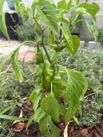 IMG_2538.jpeg