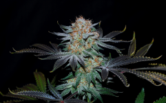 Wondermelon_S1_feminized_3Thirteen_Seeds_HydroRed_2025.png