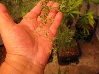7 4 2025 017 wheat not pearl.JPG