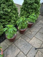 IMG_7158.jpeg