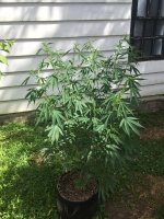 IMG_4671.JPG IMG_4671.JPG