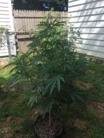 IMG_4669.JPG IMG_4669.JPG