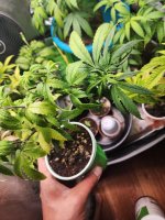 1000020094.jpg 1000020094.jpg