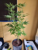 20251011_233125.jpg 20251011_233125.jpg