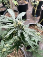 IMG_1716.jpeg IMG_1716.jpeg