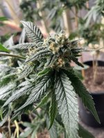 IMG_1792.jpeg IMG_1792.jpeg