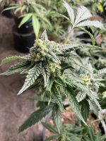 IMG_1719.jpeg IMG_1719.jpeg