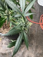 IMG_1680.jpeg IMG_1680.jpeg