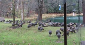 Front Yard Turkeys 1.jpg