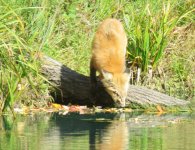 The Water Cooler.jpg