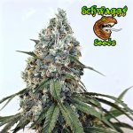 SKunkyVAblurrrrrred2.jpg